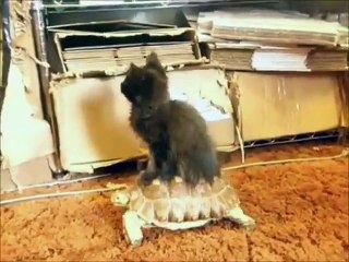 Русские коты )))