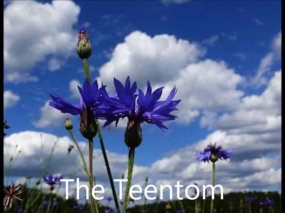 Zusjes De Roo - Blaue Kornenblumen