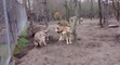 Meute de loups attaque un loup Oméga