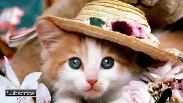 Cats Dogs - All Breeds Of Cats