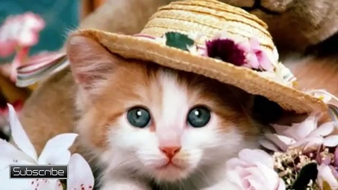 Cats Dogs - All Breeds Of Cats