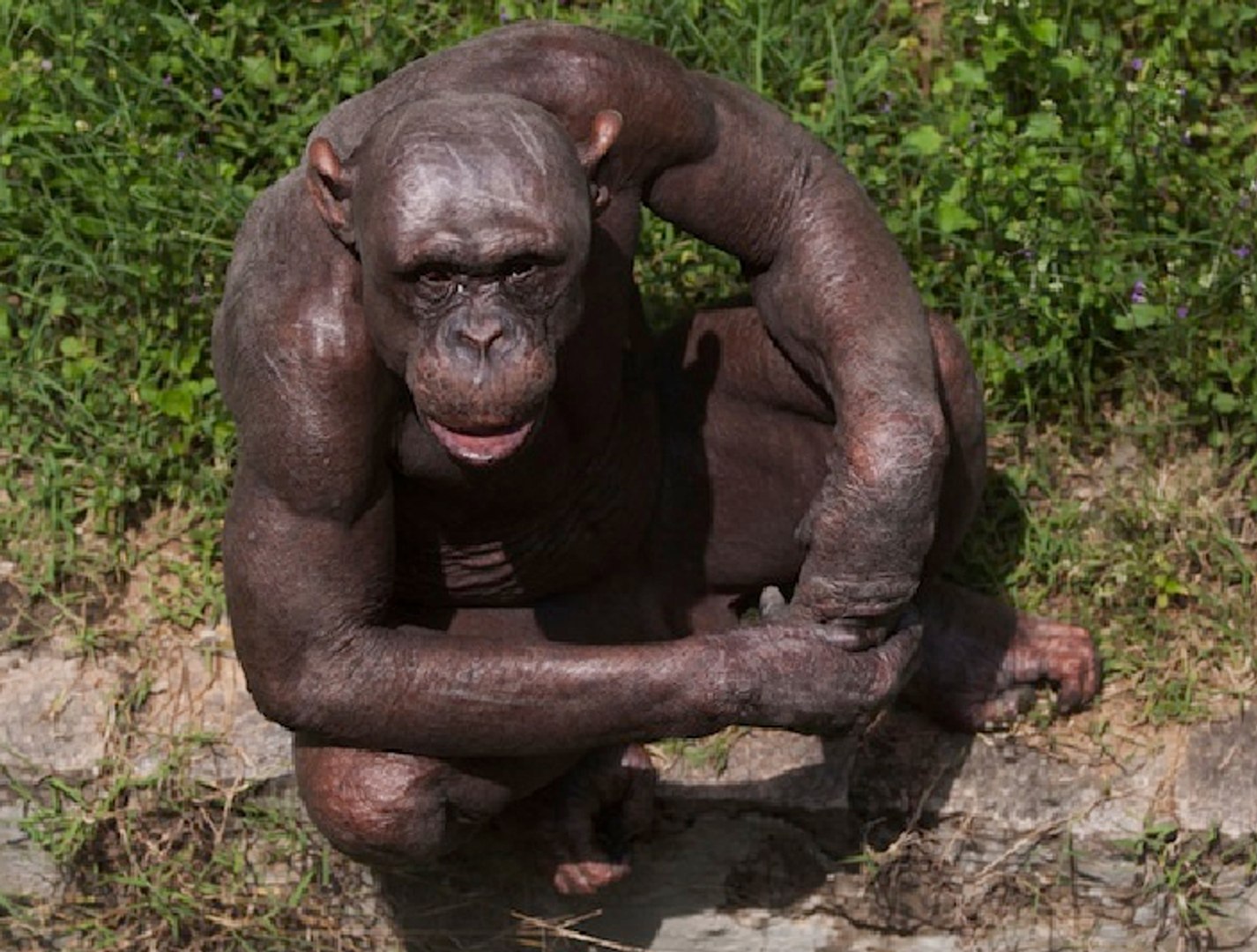 Hairless Chimpanzee National Geographic