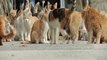 island of cats in japan,many visitorcomes to watch these cats,infoprovider