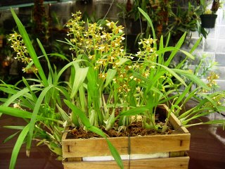 ORQUIDEAS DE MAVIPOL 02