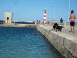 Portuguese Water Dogs - Cão de Água Português -  Casa da Buba Lagos