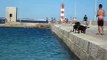 Portuguese Water Dogs - Cão de Água Português -  Casa da Buba Lagos