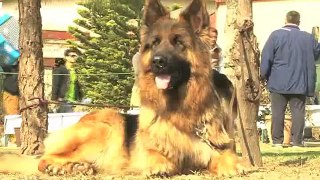 German Shepherd Dog show organised in Islamabad