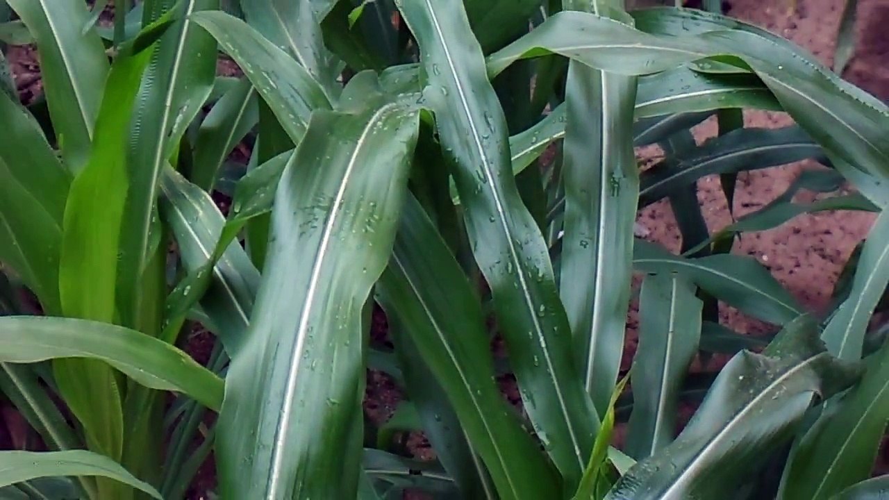 CULTURE DU MAIS EN SAISON SECHE AVEC SUPER GRO DE GNLD