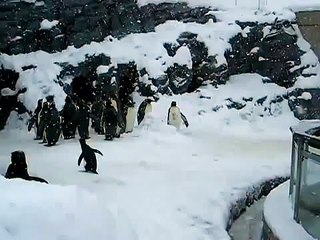 Happiest Penguin Ever - Funny Animal Video