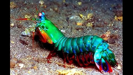 LOS-ANIMALES-MAS-EXTRAVAGANTES-DEL-MUNDO-|-DR