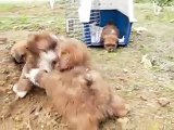 lhasa apso puppies by Daisy and Chinnamon