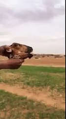 حشييش صنف فاخر هههههه