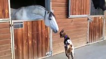 Whatsapp Videos || Baby Goat Desperate to Headbutt a Horse