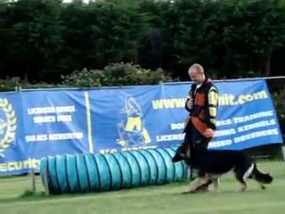 Maddie 15mths GSD, trained by www.k9-unit.com