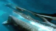 Whale Shark Snorkeling