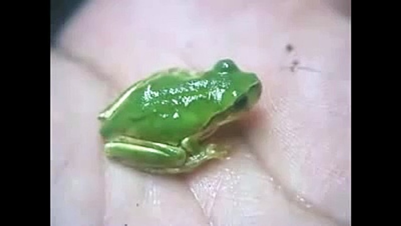 カエルのお腹をさするとどうなるか