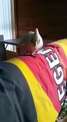 amazing bird talking to dog (Funny)