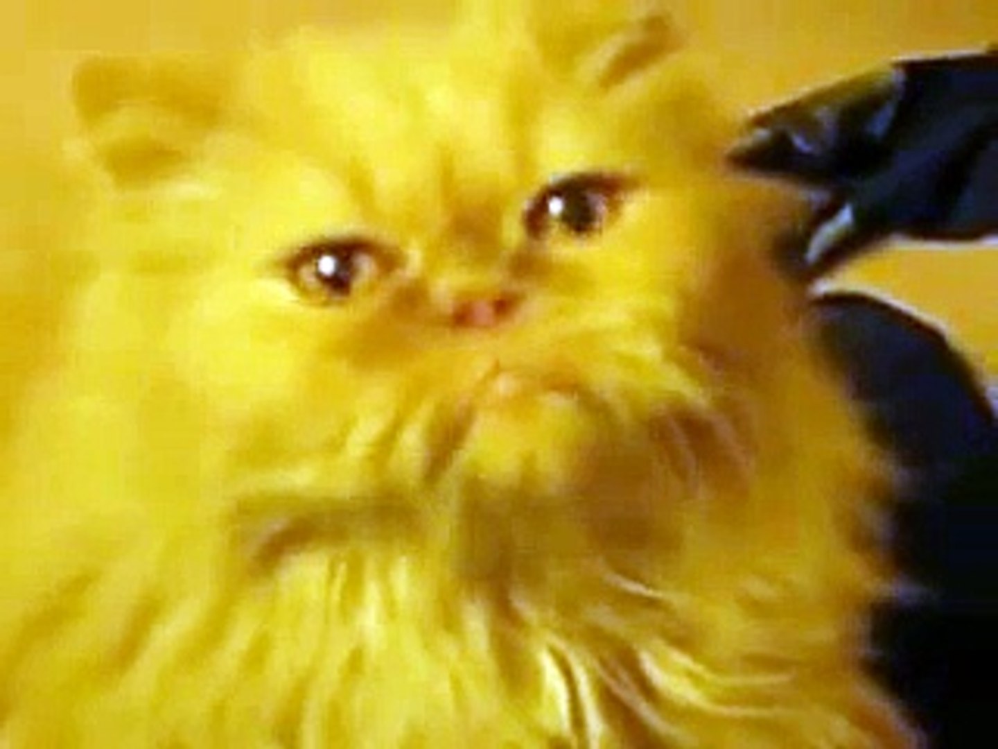anggora funny cat videos-funny cats