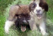 Best Animal Dog and Puppy - Funny Pets Videos