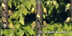 Wild Birds Unlimited - EcoClean® Feeders (Eastern Birds)