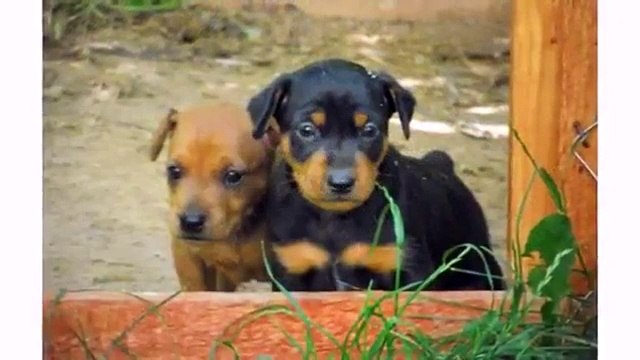 Cute Dogs and Puppies Compilation - Funny Pets Videos