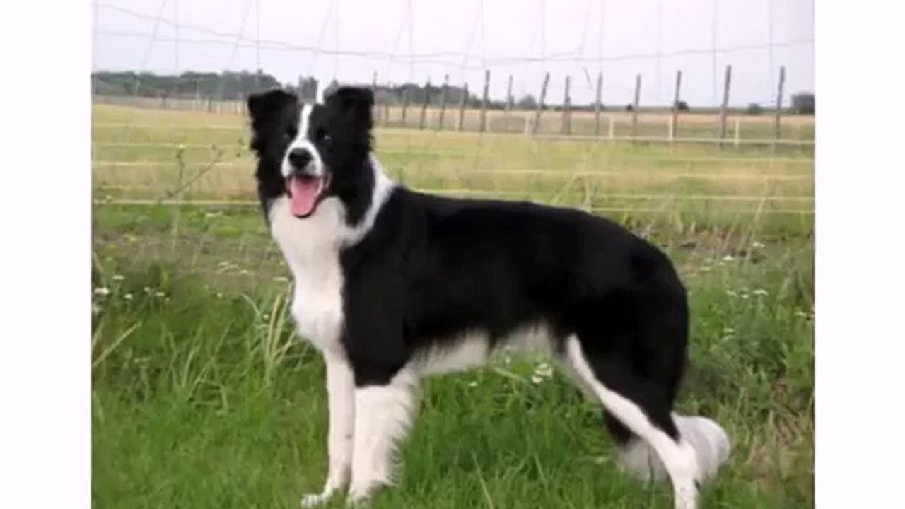 Cute Funny Dog Videos - Puppy and Dogs Vines