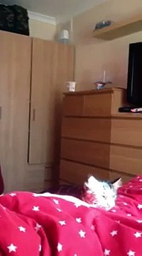 Daisy The Hilariously Funny Backflipping Ninja Cat Playing Fetch