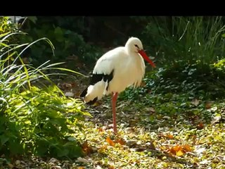 Zagrebački ZOO vrt