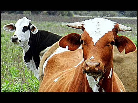 CHAMAMÉ Enganchados Bailables II