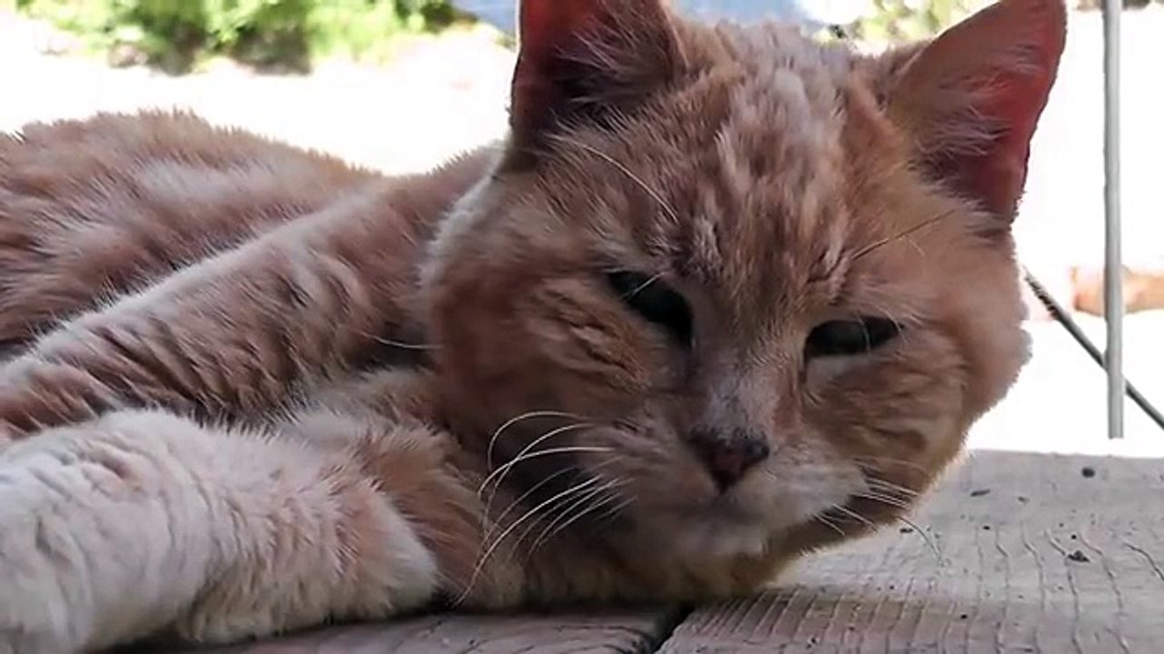 Funny _ Red Cat Close Up Older Rescued