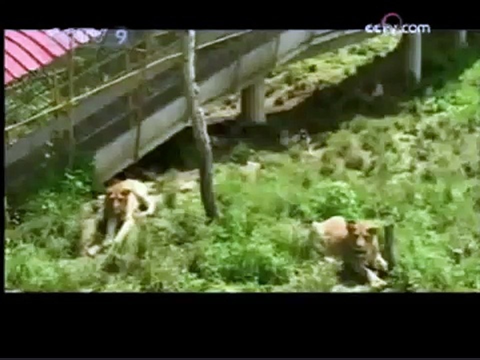 Tiger mates with lions while male lions watch, tiger chases lions, tiger tackles lions