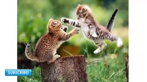 Funny Cat Pics - All Breeds Of Cats