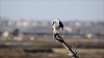 White-tailed Kite Calls and Preens