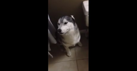 this dog makes every effort to not bathe