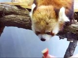 セイタのりんごタイム☆円山動物園レッサーパンダ