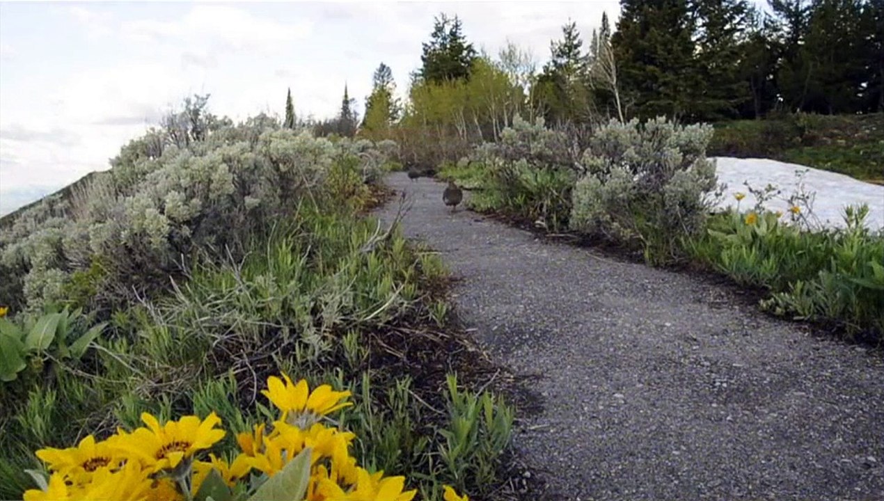 The Greater Yellowstone Ecosystem 1080p HD
