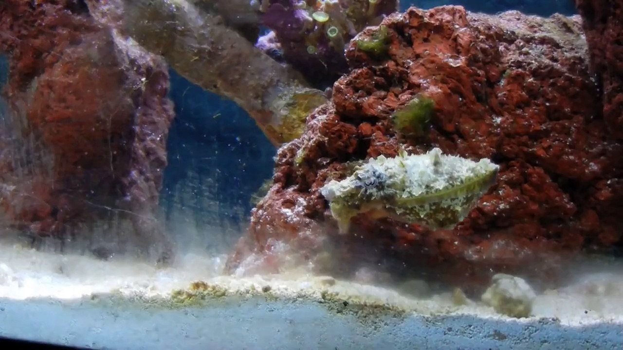 CuttleMania
