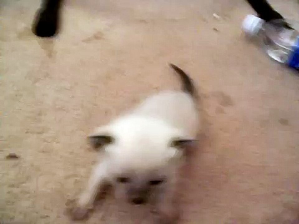 The Kitten Of Death