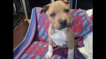 American Staffordshire Terrier - AmStaff - Chico