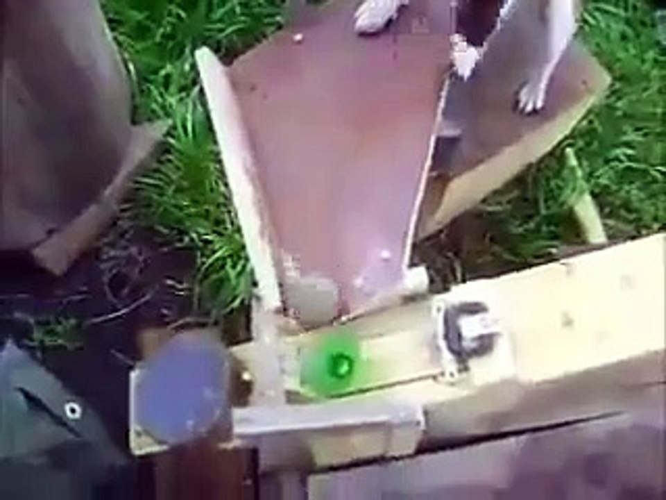 Smart dog Funny Animals