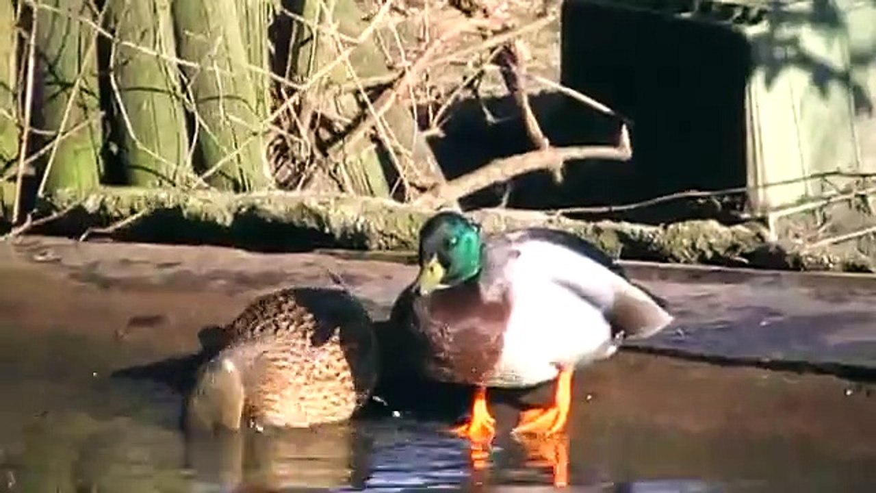 call duck (mini mallard)