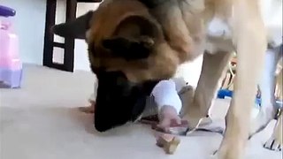 Dogs play with children s