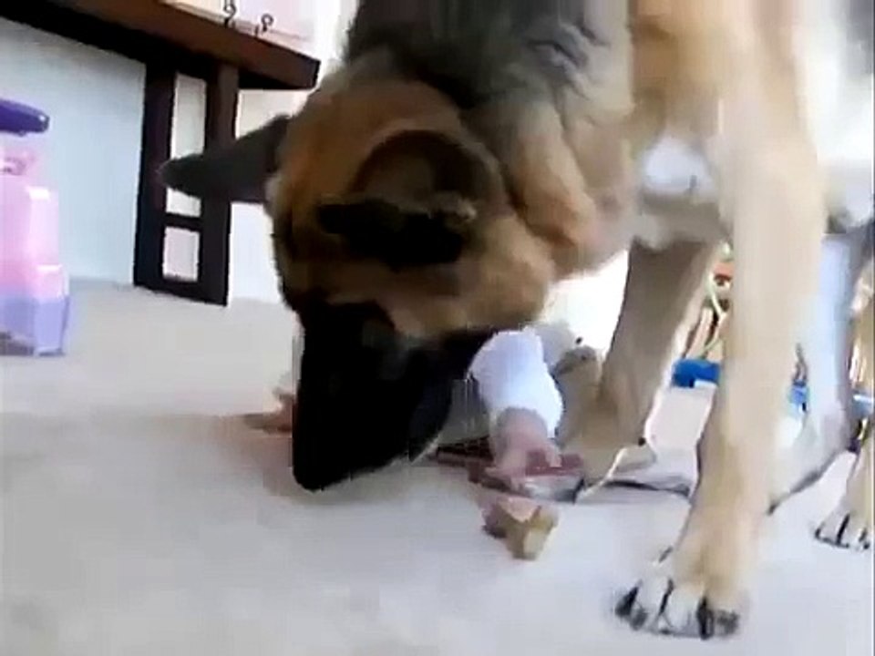 Dogs play with children s