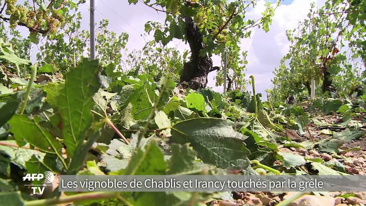 Les vignobles de Chablis et Irancy touchés par la grêle