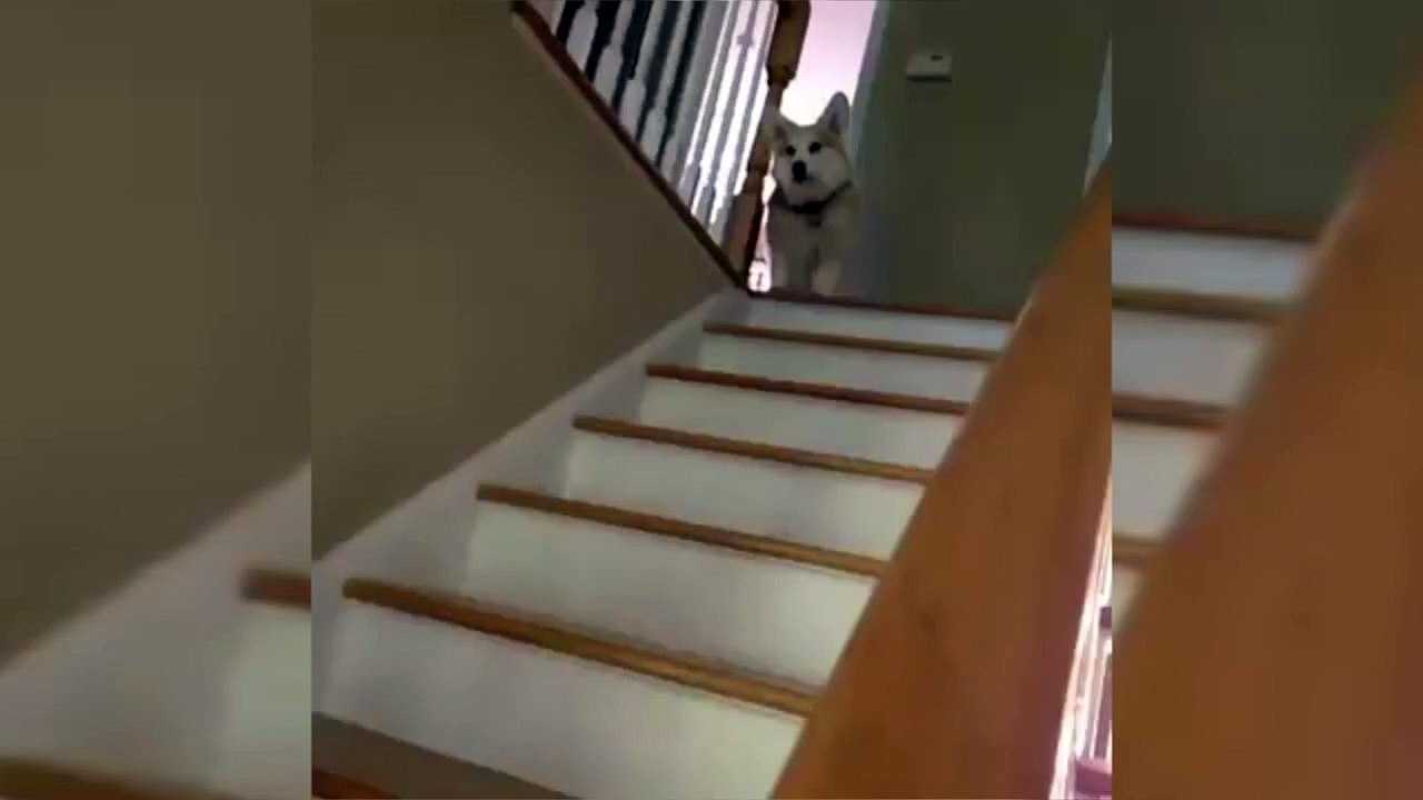 Cute dog