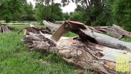 HOWL NIGHT AT WOLF PARK