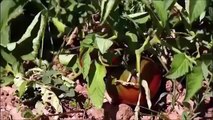 Pascal Poot : Tomates et autres fruits et légumes ,sans eau ni pesticides !