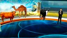bail allah ki rah main, qurbani ke liye tyar, karachi