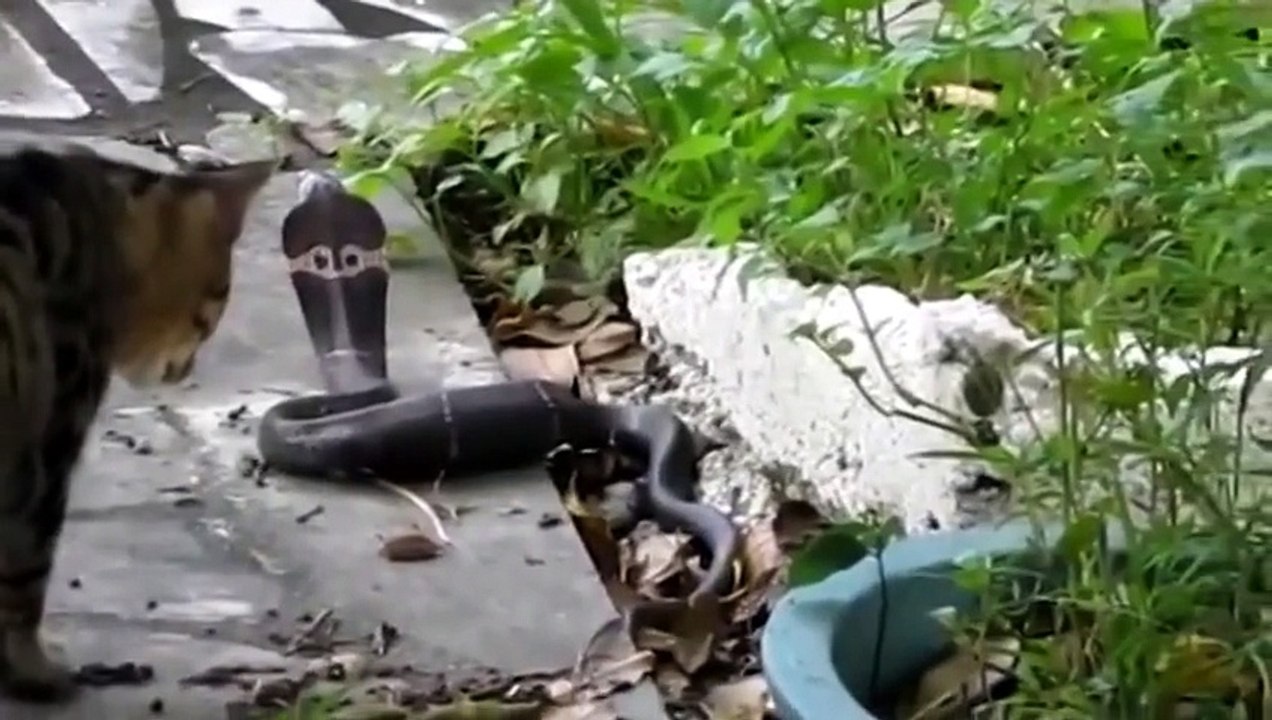 Chat VS Cobra ... qui sera le plus fort ?