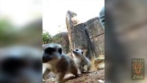 Dallas Zoo meerkats love bubbles